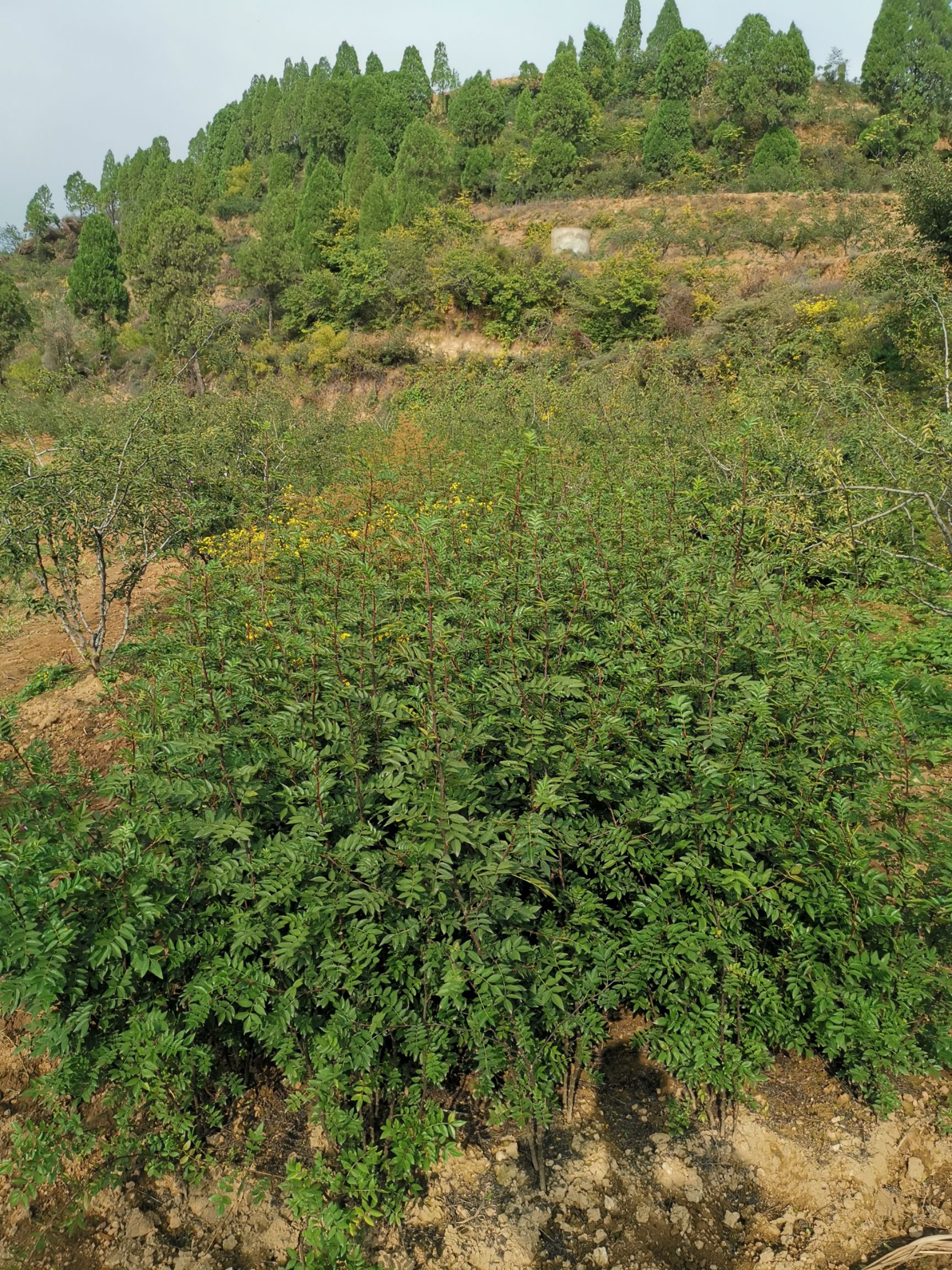 韩城大红袍花椒苗