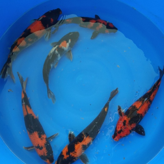  专业锦鲤养殖场出售各种规格精品锦鲤，自繁自养，欢迎来电