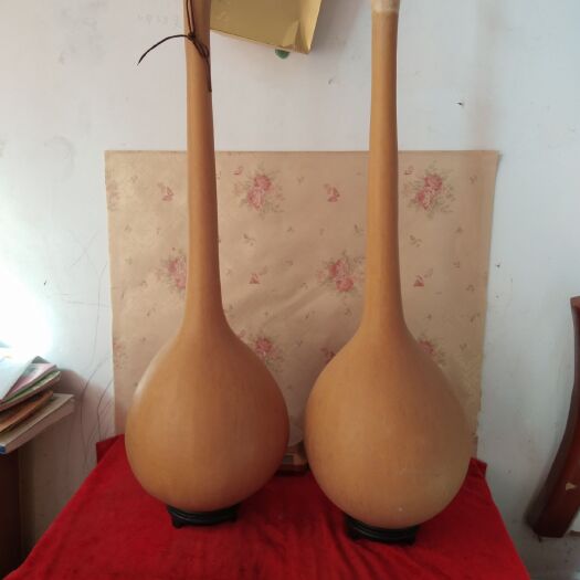 冠县 油锤葫芦，已干好。