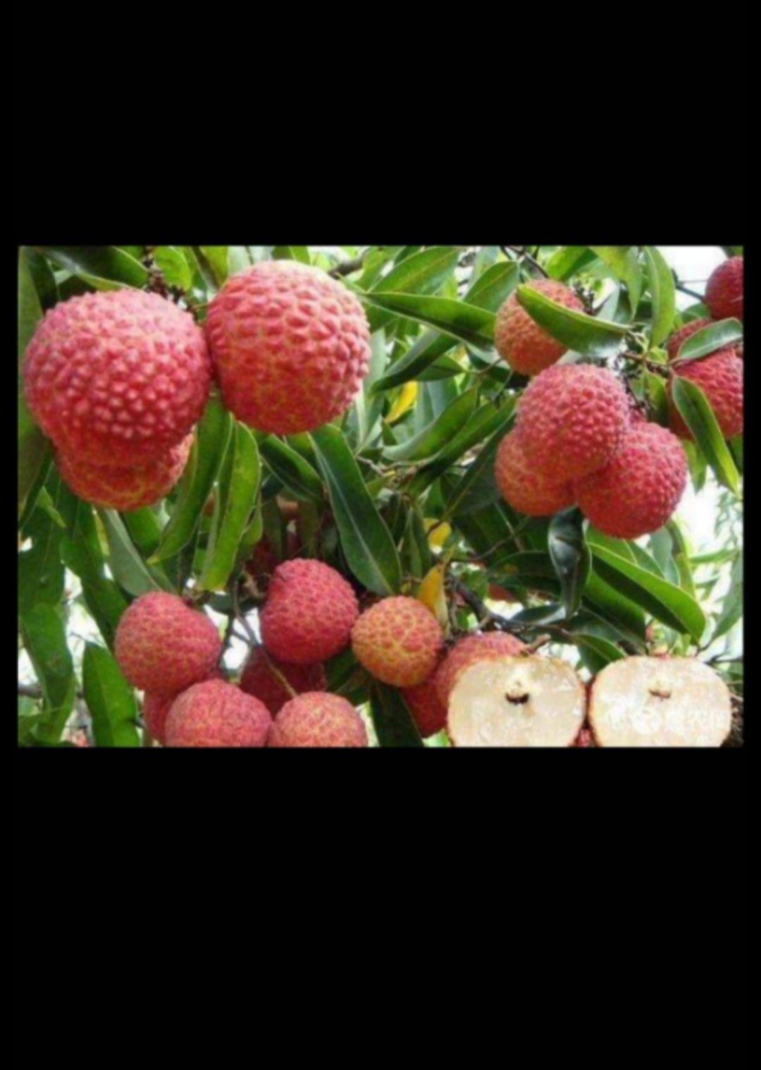 桂味荔枝苗  高压剥枝桂味大苗