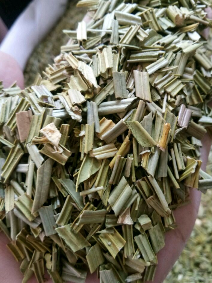 铁树叶  新鲜干货 纯叶无梗 干净无杂  另有白花舌草半枝莲