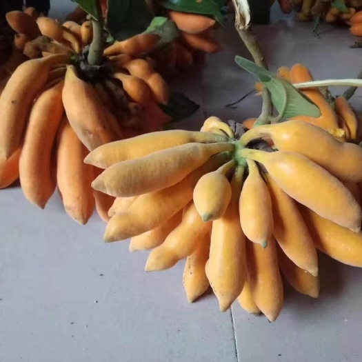 皇妃蕉种子 皇妃蕉种苗，新型品种水果苗批发