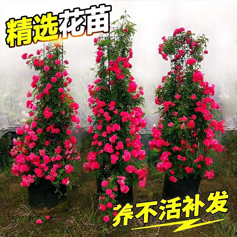  蔷薇花，多花蔷薇花，矮蔷薇花，爬藤蔷薇花基地直销