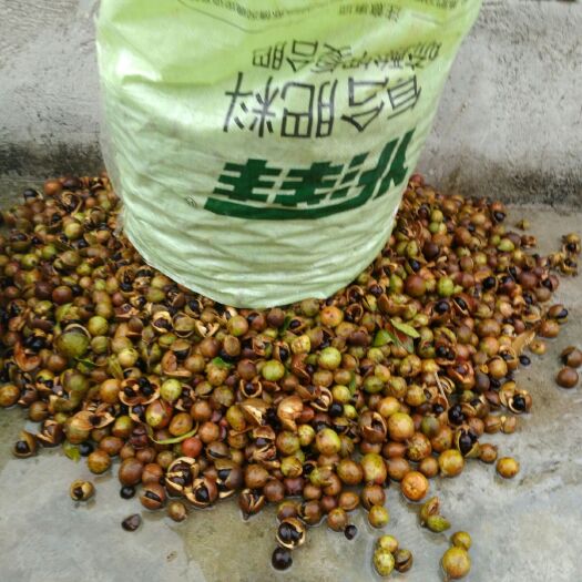 江永县 愿生态野生山茶油，一级压榨