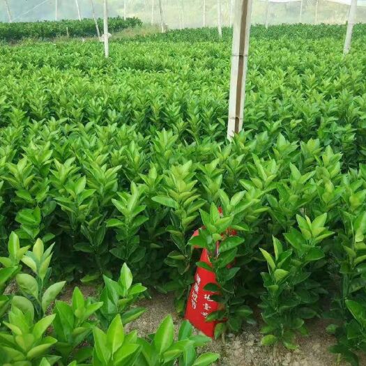 安远县 纽荷尔脐橙苗