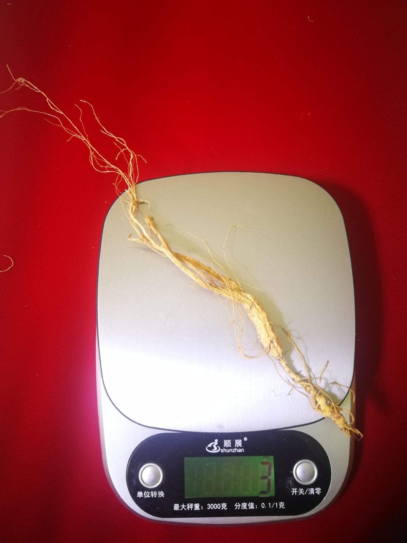 人参 林下山参，在大山里生长19年
