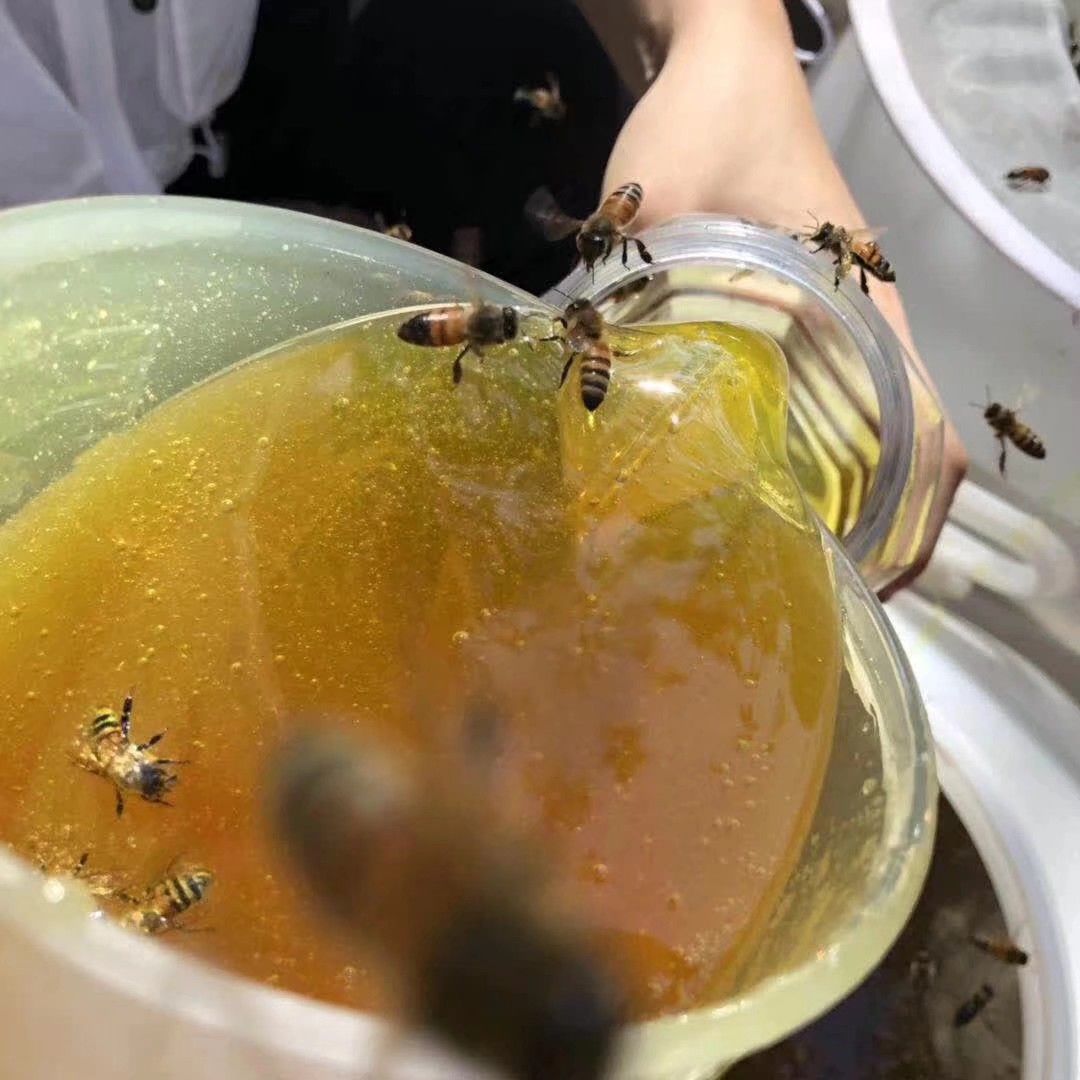 五倍子蜜 深山药材五倍子蜜  儿童可食用