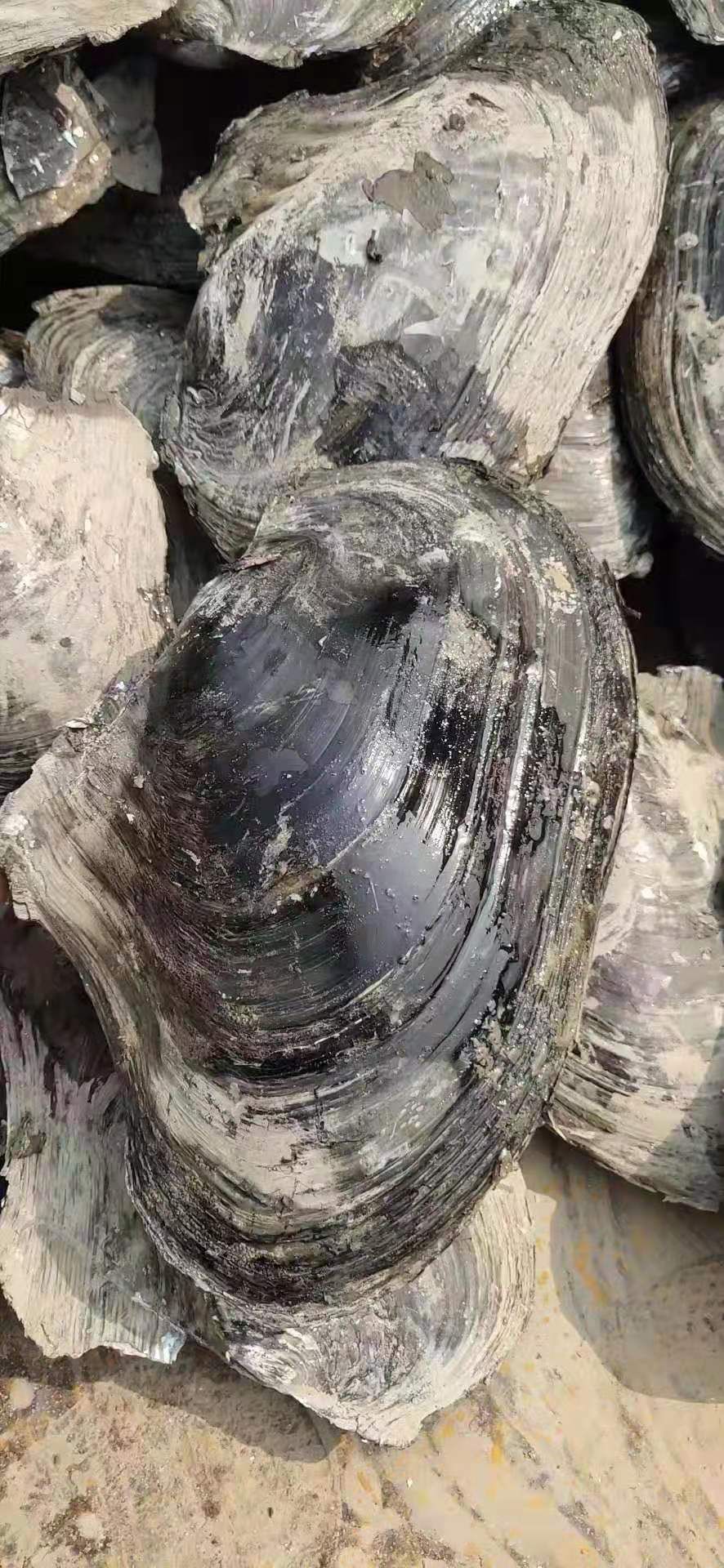 三角蚌 圆蚌 三角 人工货 大量有货 常年供应