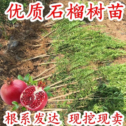 平邑县 石榴树苗南方北方种植庭院地栽盆栽果树苗当年结果突尼斯软籽石