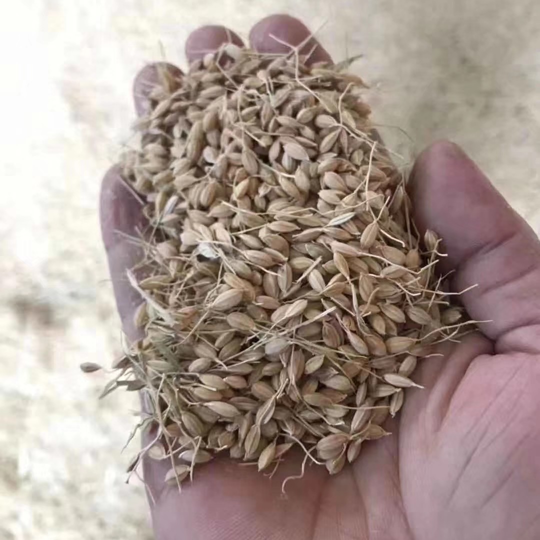  东北精选优质小粒香稻谷【适合鲜米机加工】