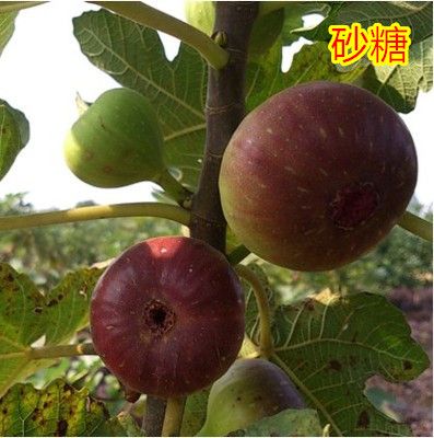 波姬红无花果苗 无花果果树苗盆栽地栽苗南北方种植当年结果 无