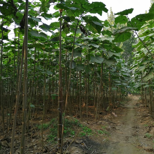 冠县 供应4，5公分泡桐树苗