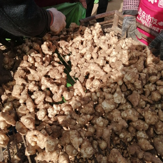 杞县菊芋洋姜红洋姜白洋姜