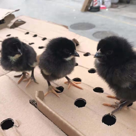 昆明 黑凤鸡苗  包打疫苗 包活到家  品质保证
