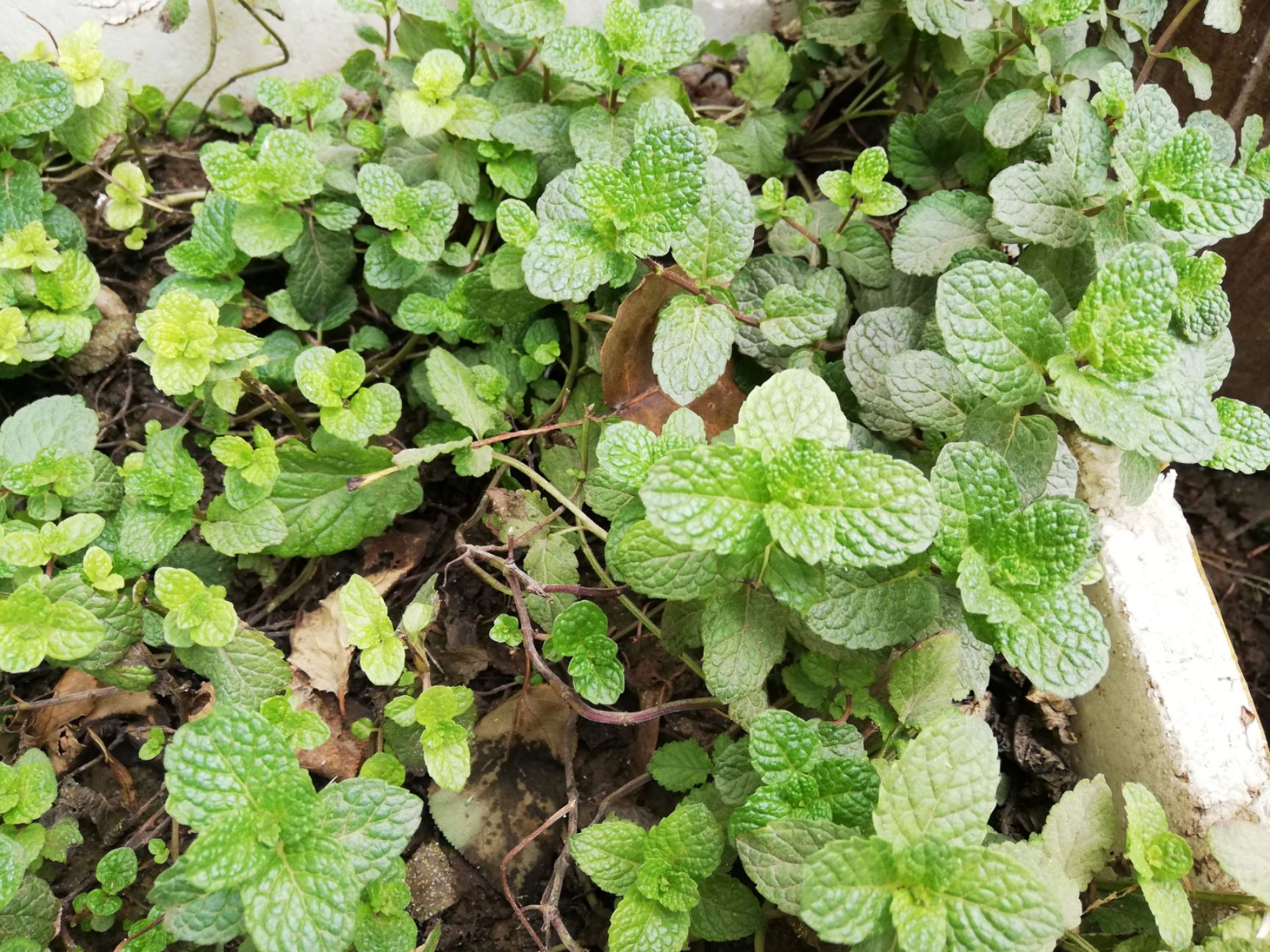 薄荷种子  【推荐】薄荷苗 药食两用薄荷种苗 基地货源 物美价廉 投资小