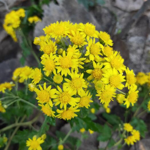 西平县野菊花种子 野生山菊花种苗