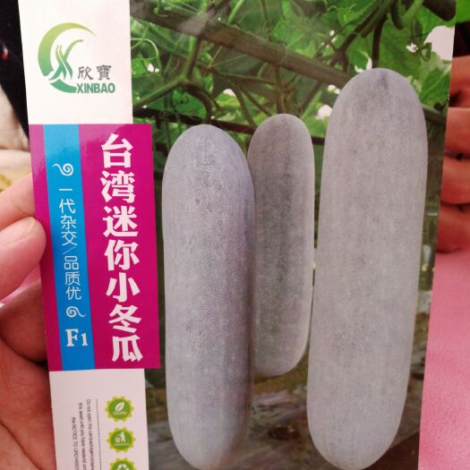 郑州 迷你小冬瓜种子 早熟瓜长35㎝左右瓜皮粉色肉质细腻瓜腔小
