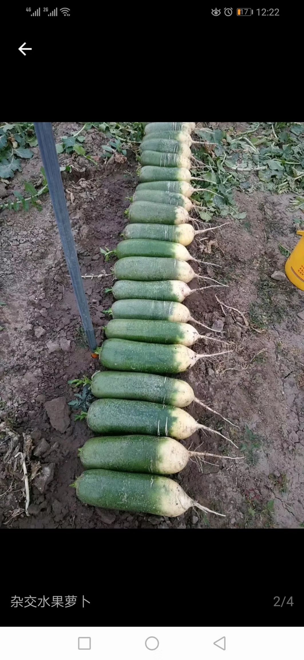 青萝卜  箱装精品水果萝卜大量出售，价格便宜，货源充足！全国