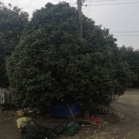 南京 28几年的桂花树