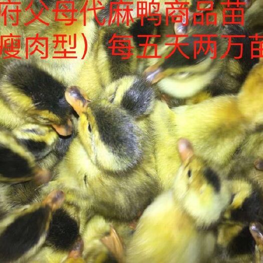 玉林麻鸭苗 大种麻鸭