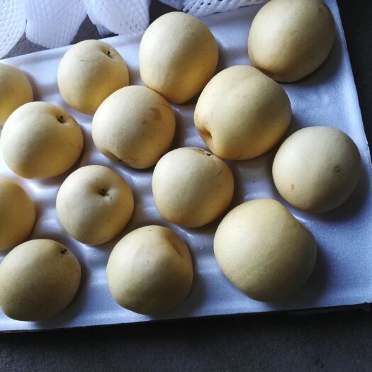 赵县精品皇冠梨