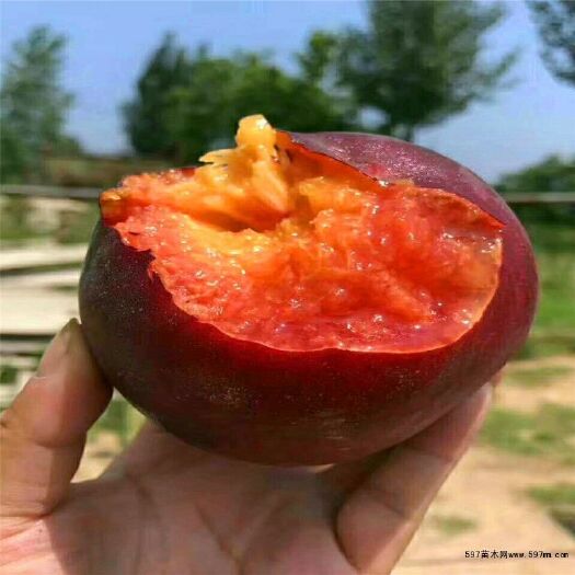 唐县 血桃苗