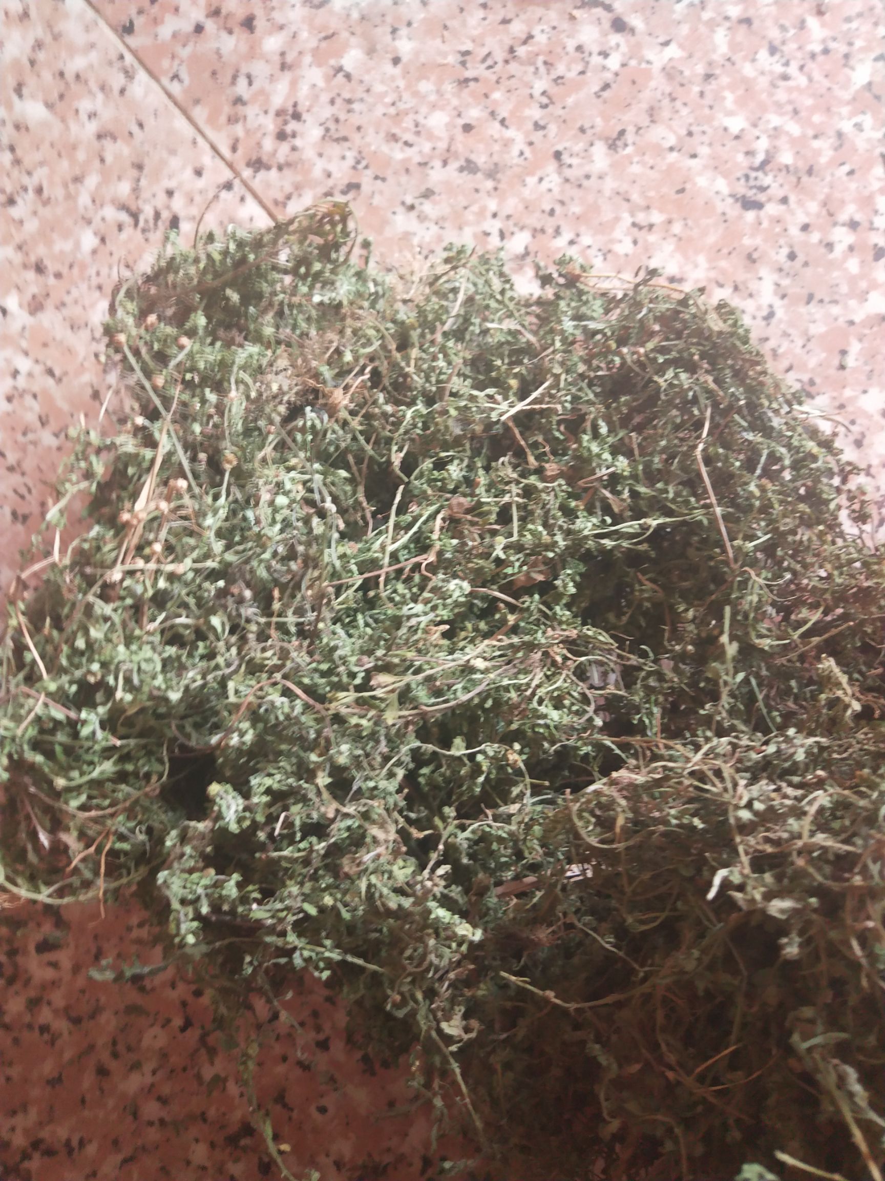 天胡荽 药材鹅不食草干货10元一斤