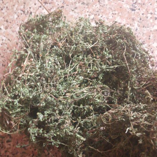 天胡荽 药材鹅不食草干货10元一斤
