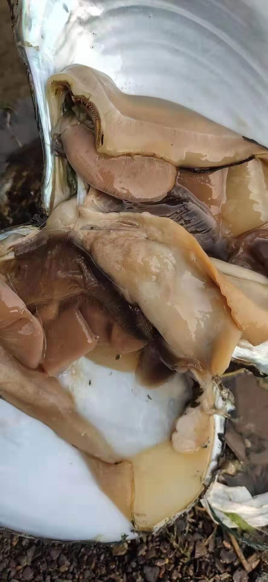 三角蚌 圆蚌 三角 人工货 大量有货 常年供应