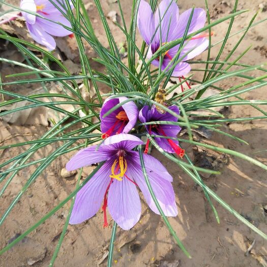 亳州 正宗特级藏红花花丝