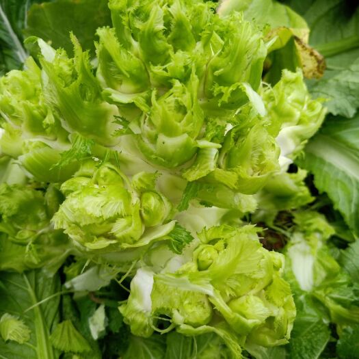 邛崃市四川儿菜  精品儿菜