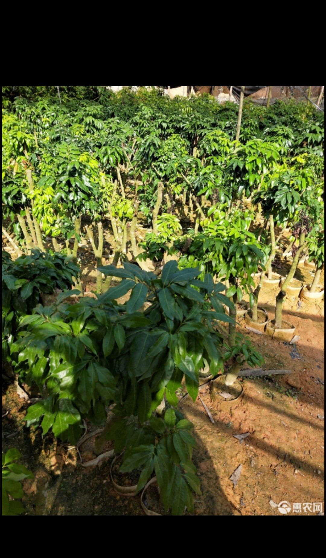 桂味荔枝苗  高压剥枝桂味大苗