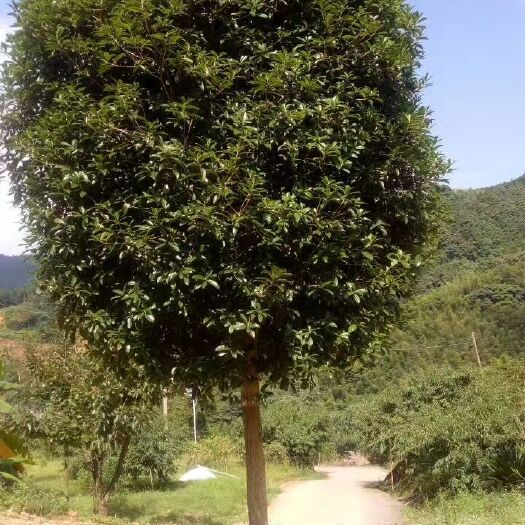 翁源县金桂