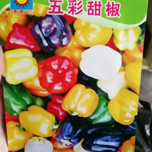 郑州 五彩甜椒种子 辣椒种子