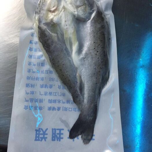江门 海鲈鱼，厂家直销品质一流