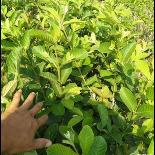 灵山县红宝石石榴苗   红宝石番石榴.种植农场，专人专业管理！
