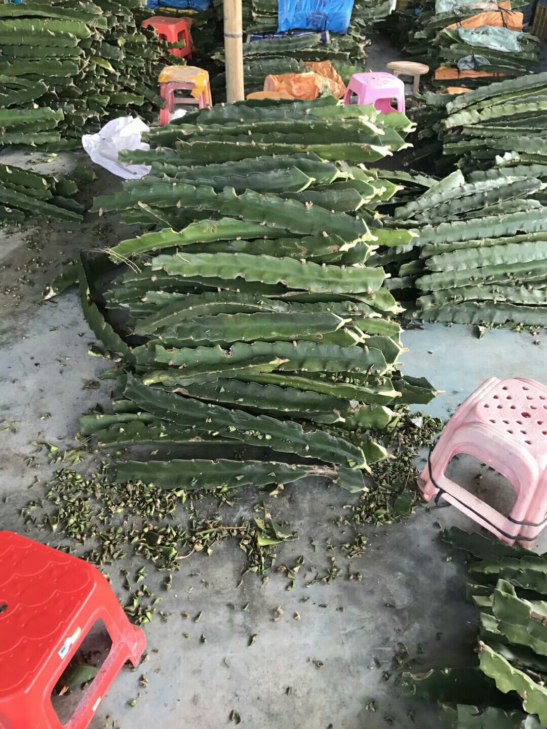 红肉，密玄龙，黄龙火龙果苗，欢迎订购