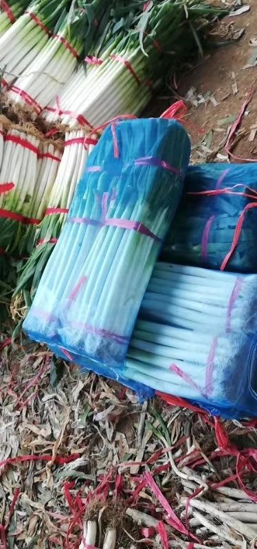 新野县钢葱  新野卫敏精品剛蔥粗细分拣代加工净葱