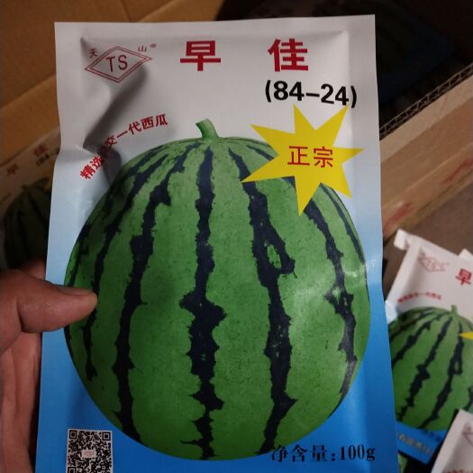 宿州 西瓜苗嫁接西瓜苗甜瓜苗  预定中