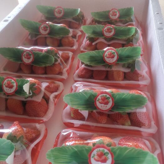 徐州宁玉草莓  宁玉宁丰妙香奶油草莓香甜可口