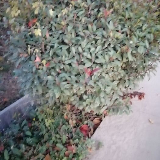 眉县球花石楠
