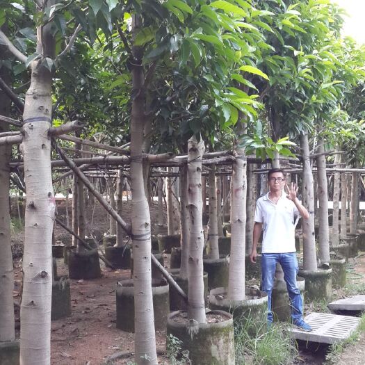 普宁市白玉兰（黄角兰）广东种植基地直销，物美价廉，移植成活率高