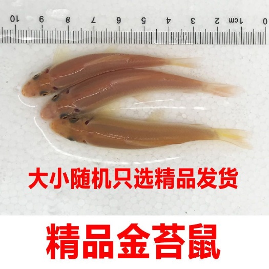金苔鼠青苔鼠鱼缸清洁工具鱼吃垃圾清藻清道夫金孔雀吃粪鱼老鼠鱼