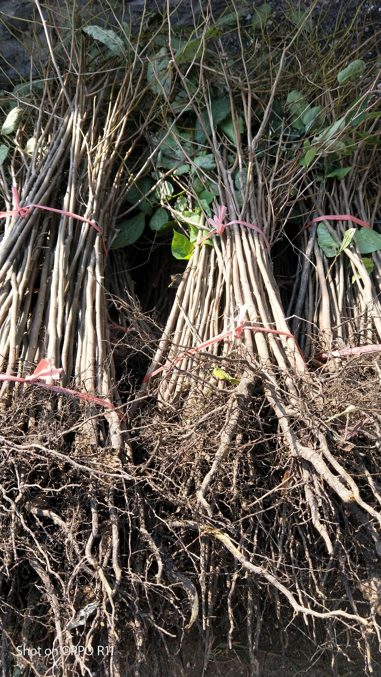 软枣苗 基地有嫁接柿子树苗用的实生苗做砧木用