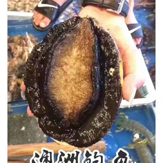 上海澳洲大鲍鱼 人工养殖 鲜活水产