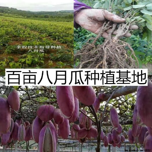 百亩八月瓜苗种植基地苗圃幼苗
