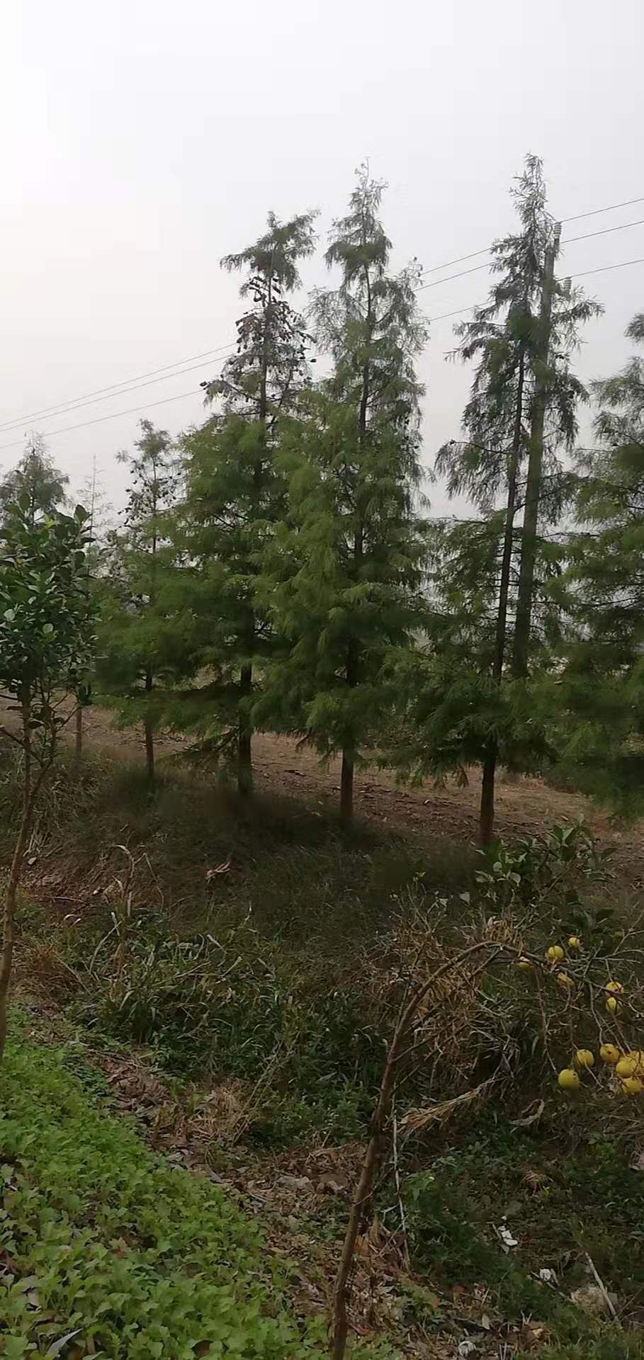  一年生到二十公分池杉，落羽杉海量供应