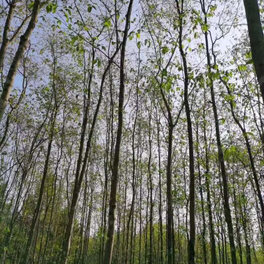 杜仲树 5公分以上杜仲