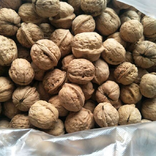 富平县 老树核桃，天然适合孕妇  小孩吃的核桃