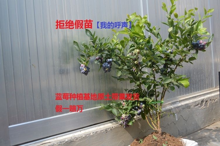 平邑县 地栽蓝莓苗容器苗